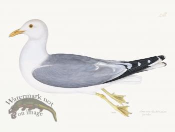 Rudbeck 266 Gull 24x18